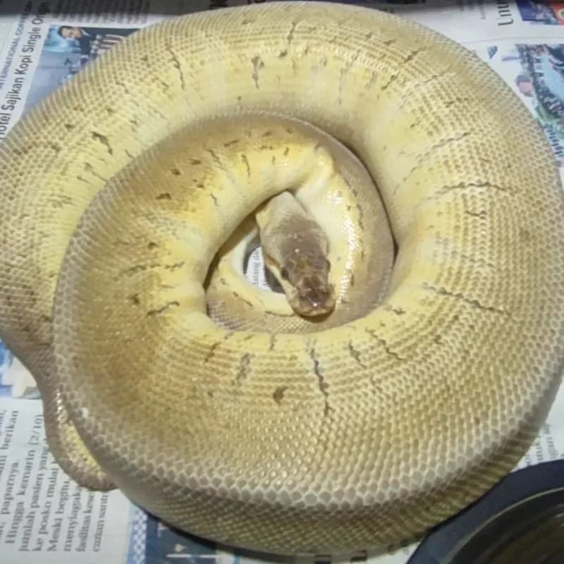 Pinstripe Super Pastel
