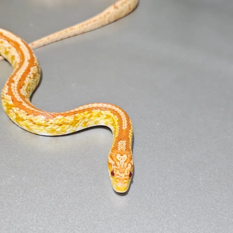 Albino/Amelanistic Tessera Het Anerythristic Het Caramel Het Diffused