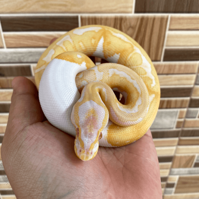 Enchi Pastel Yellowbelly Albino Pied
