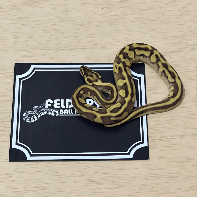 Enchi Leopard Pastel Mojave