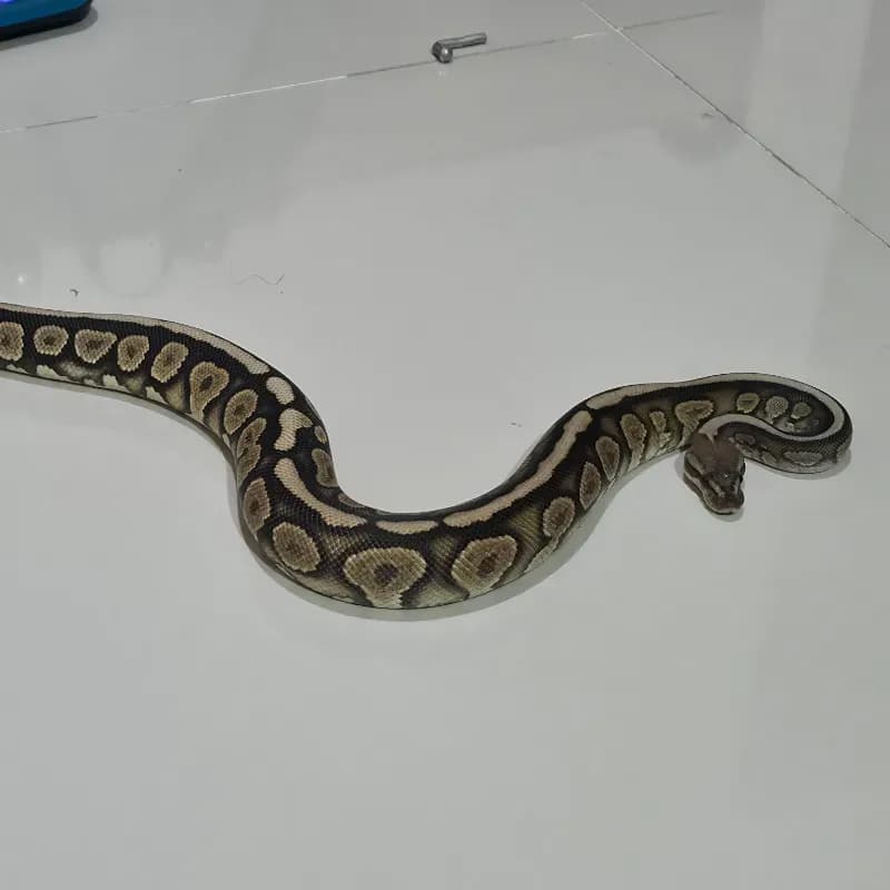 Cinnamon Stranger Het Clown