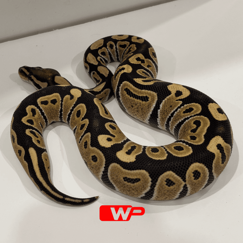 Desert Ghost Het Clown