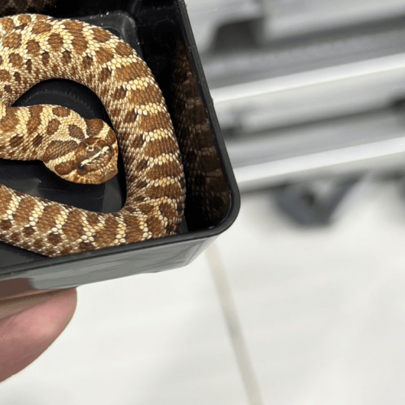 Het Sable Het Albino