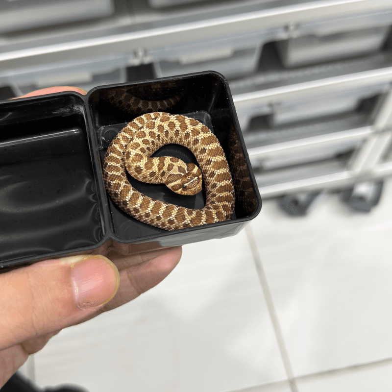 Het Sable Het Albino