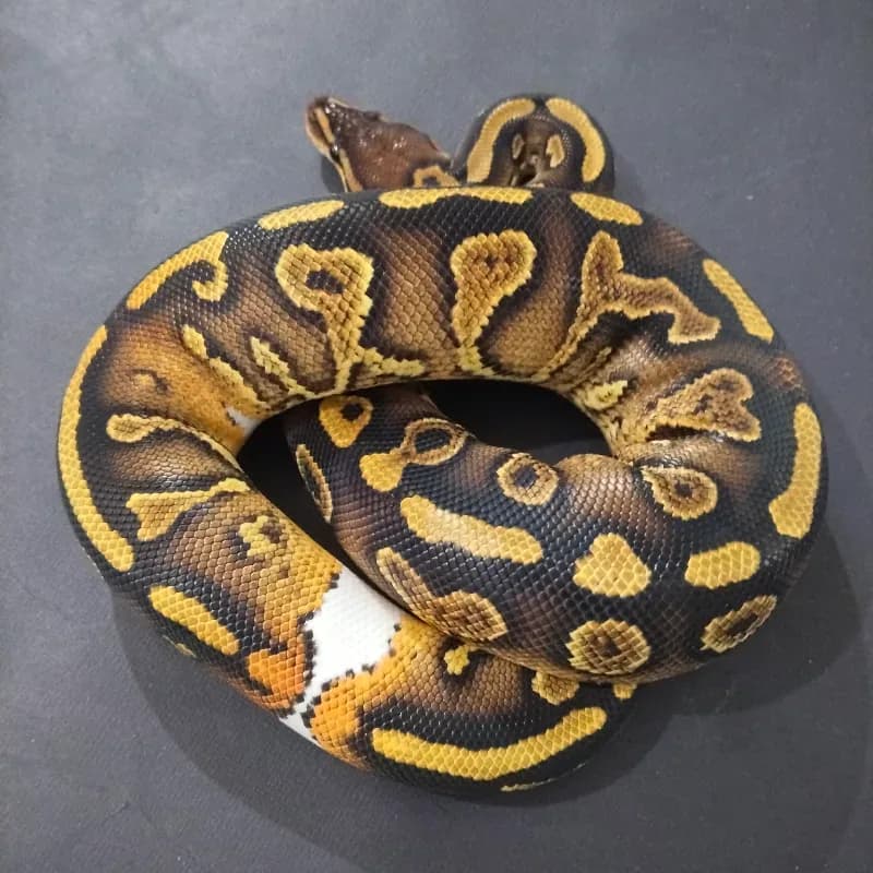 Wookie Yellowbelly Het Clown