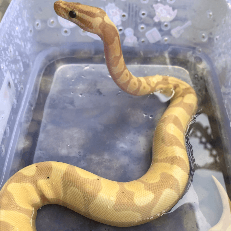 Banana Enchi Het Pied