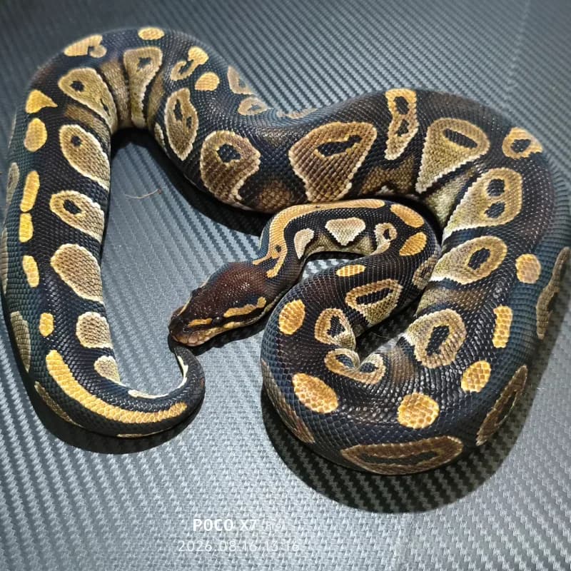 Blackhead Het Clown