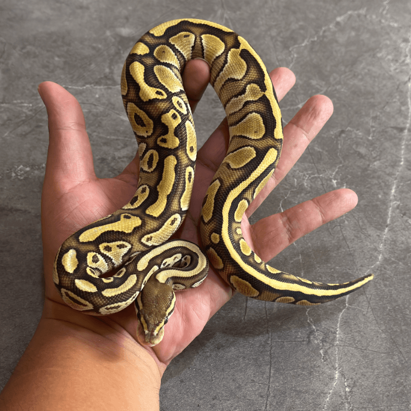 Butter Het Ultramel
