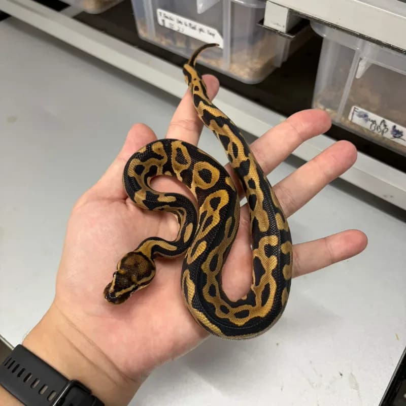 Leopard Het Clown Pos Het Desert Ghost