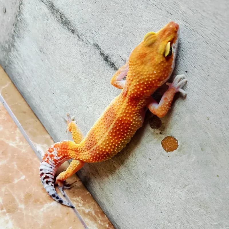 Super Hypo Tangerine Carrot Tail Baldy Het Tremper Albino