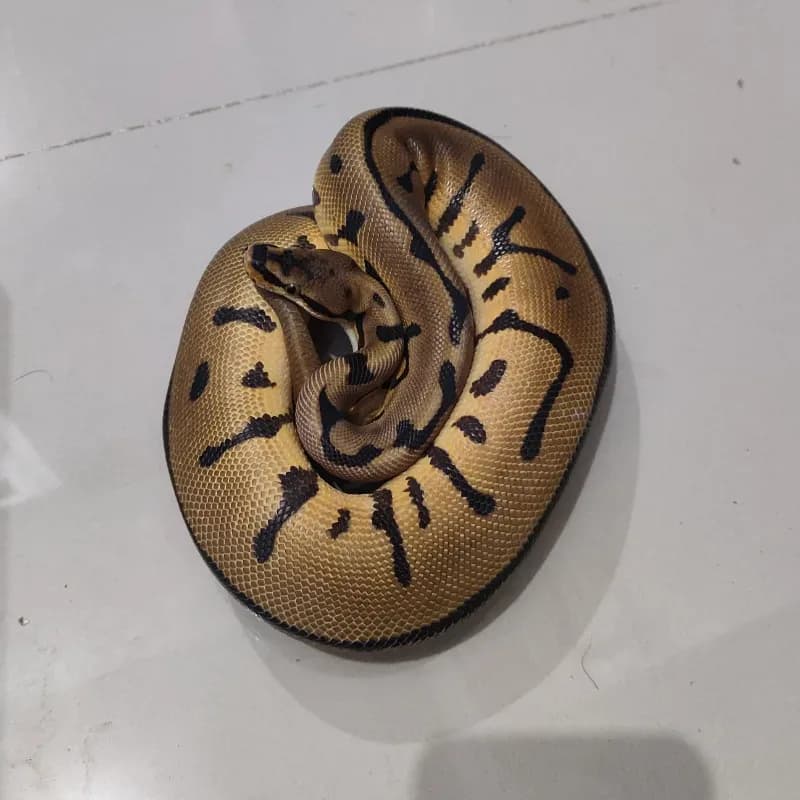 Leopard Spider