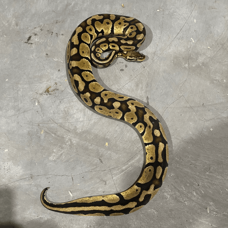 Pastel Het Desert Ghost