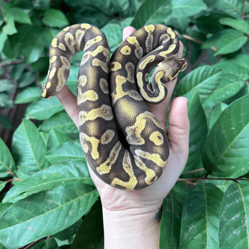 GHI Mojave Enchi Pastel