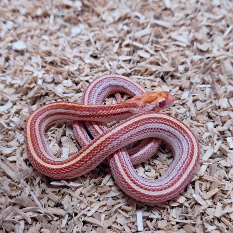 Tessera Albino/Amelanistic