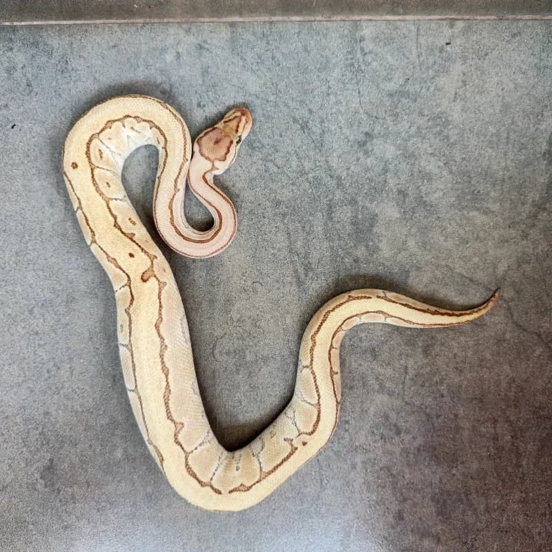 Pinstripe Lesser Desert Ghost