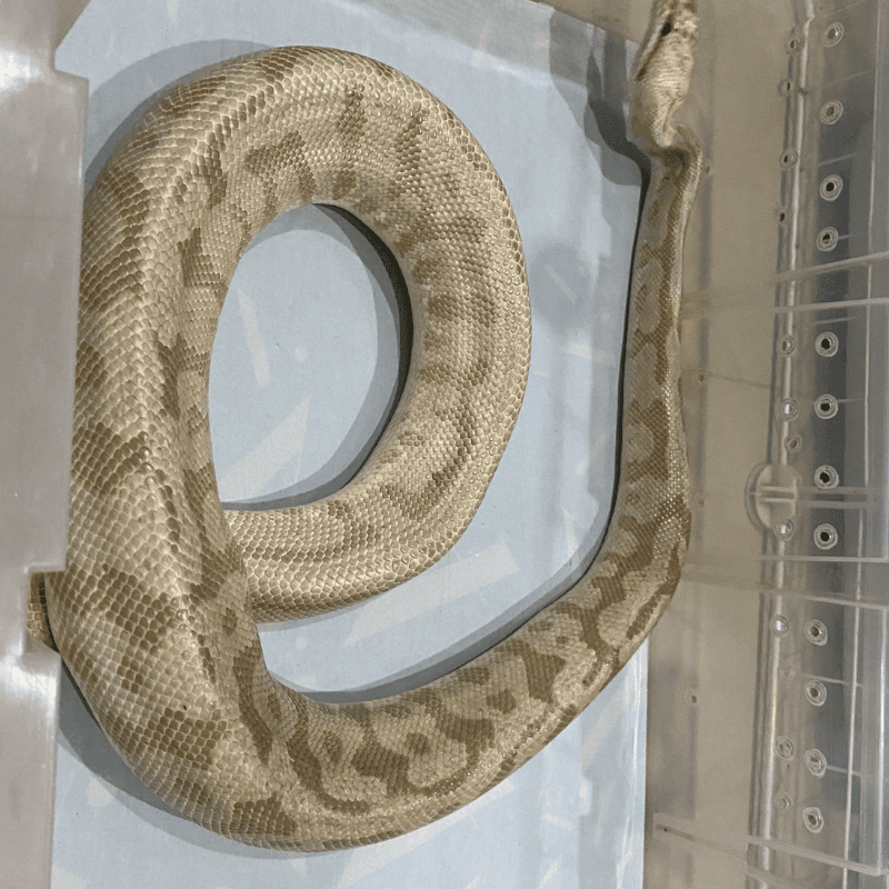 Bamboo Pastel Leopard Spotnose Het Clown
