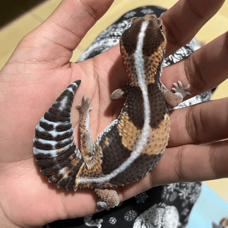 Stripe Het Oreo