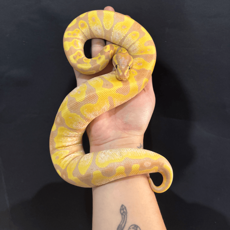 Banana Enchi