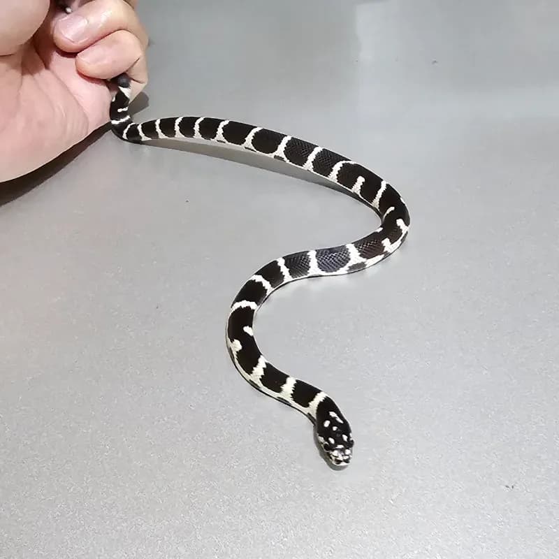 Banded Het Albino/Amelanistic