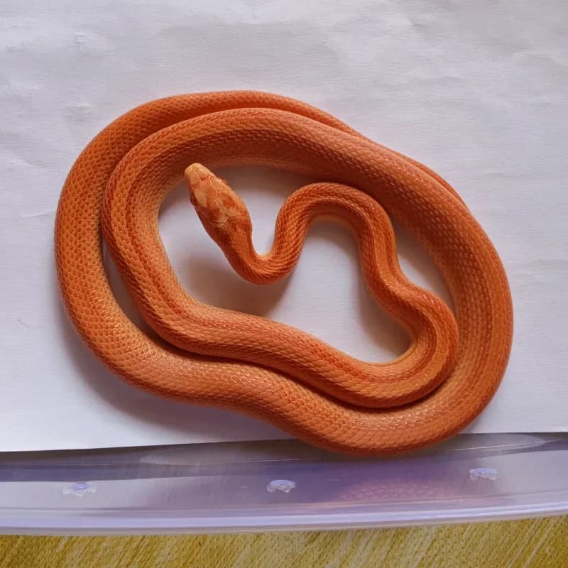 Albino/Amelanistic Stripe Het Anerythristic Het Caramel