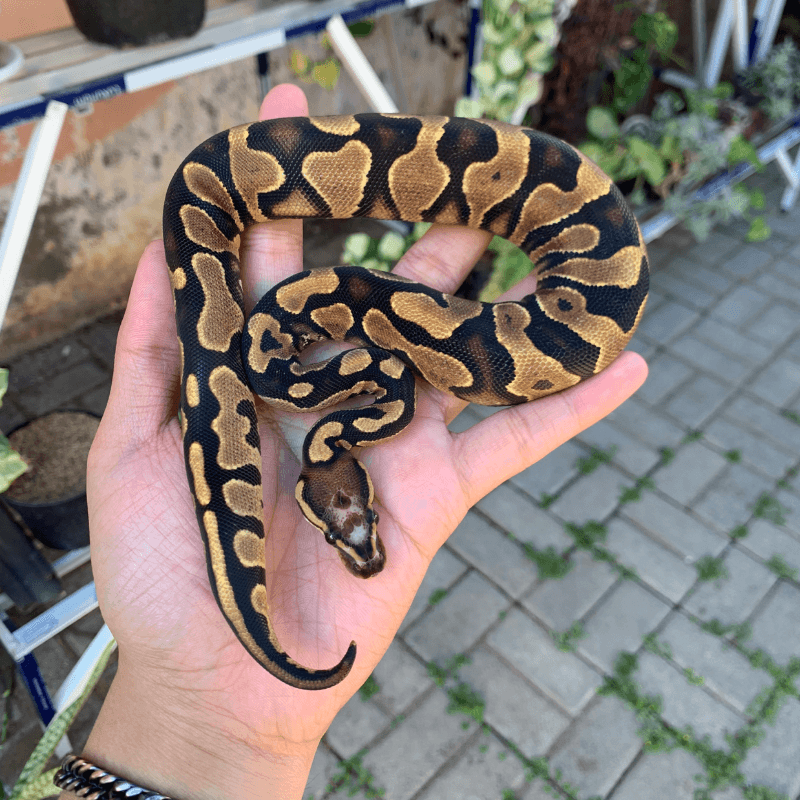 Scaleless Head Yellowbelly