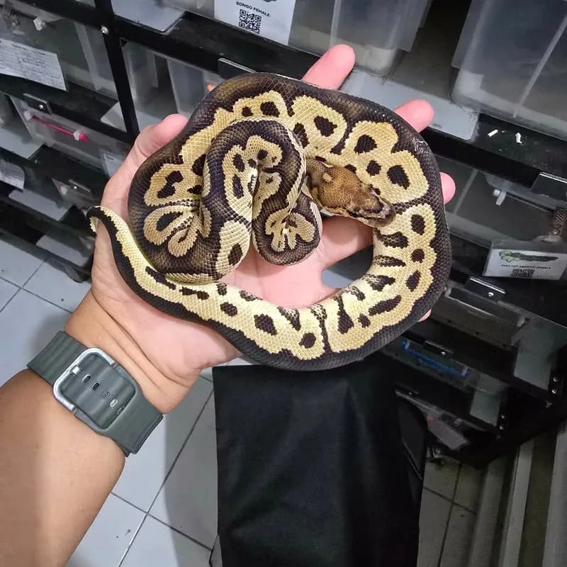 Het Het Red Axanthic Clown