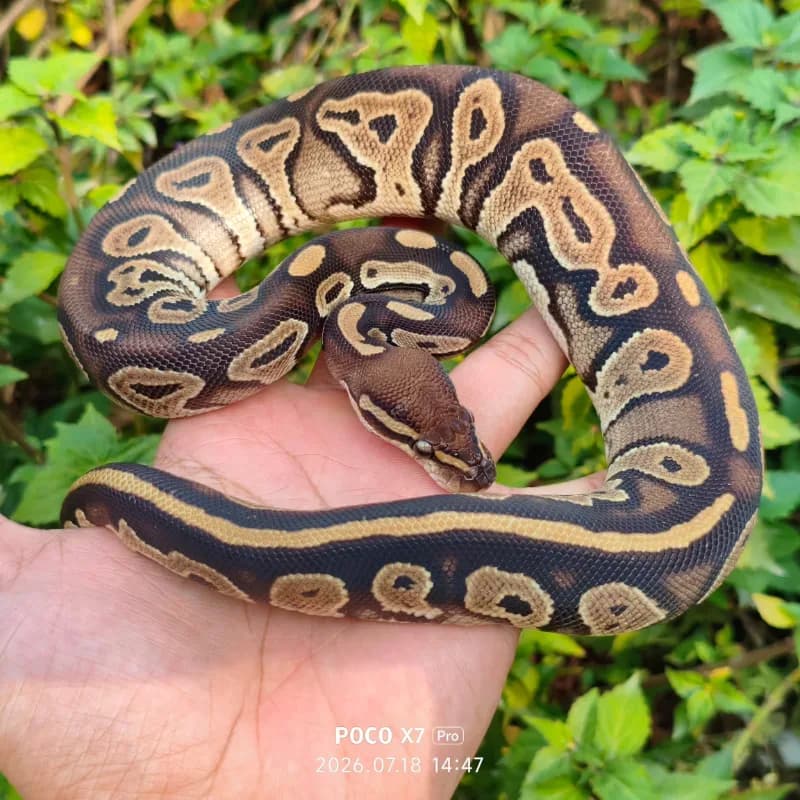 Blackhead Het Albino Het Pied