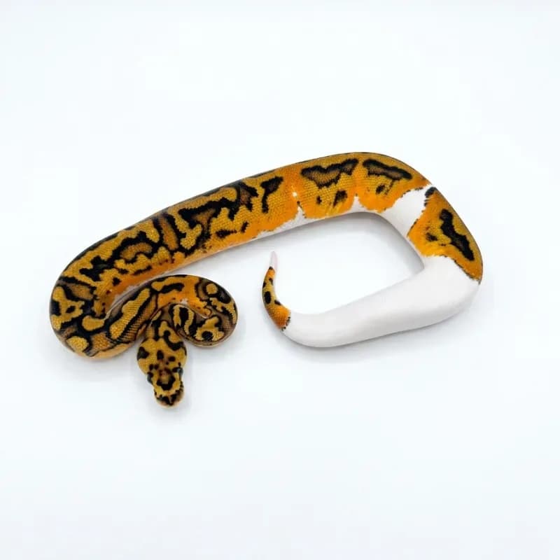 Clown Pied