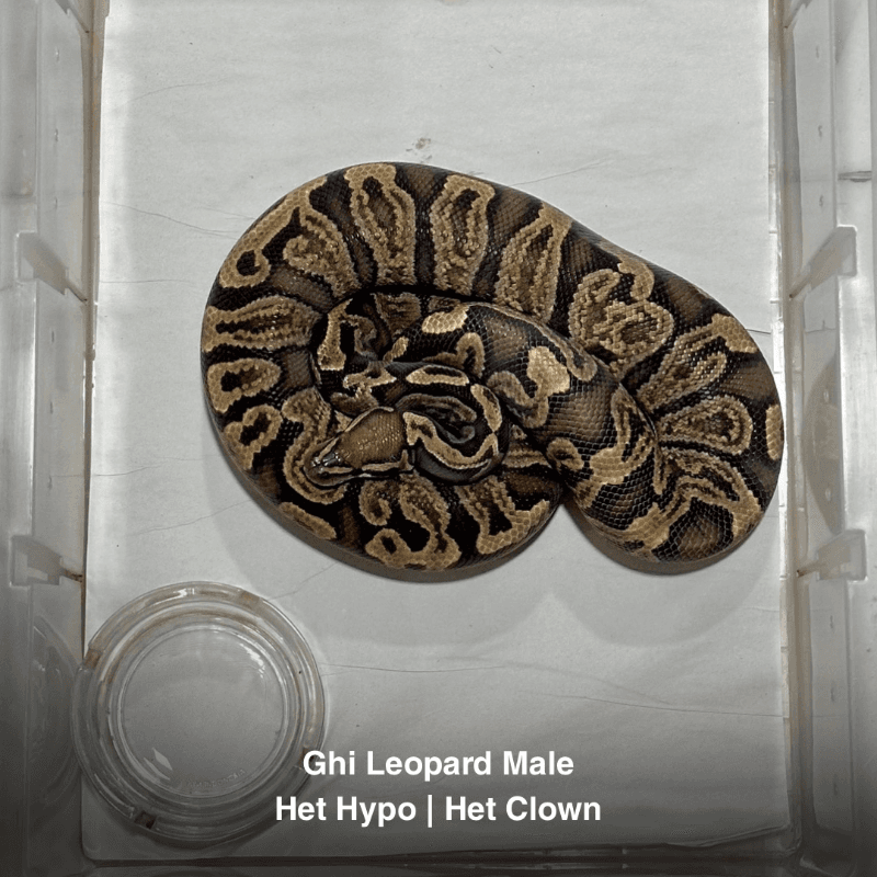 Hypo Clown