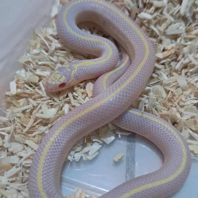Albino Stripe