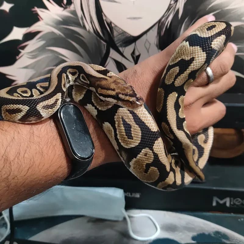 Red Stripe Spotnose Het Desert Ghost