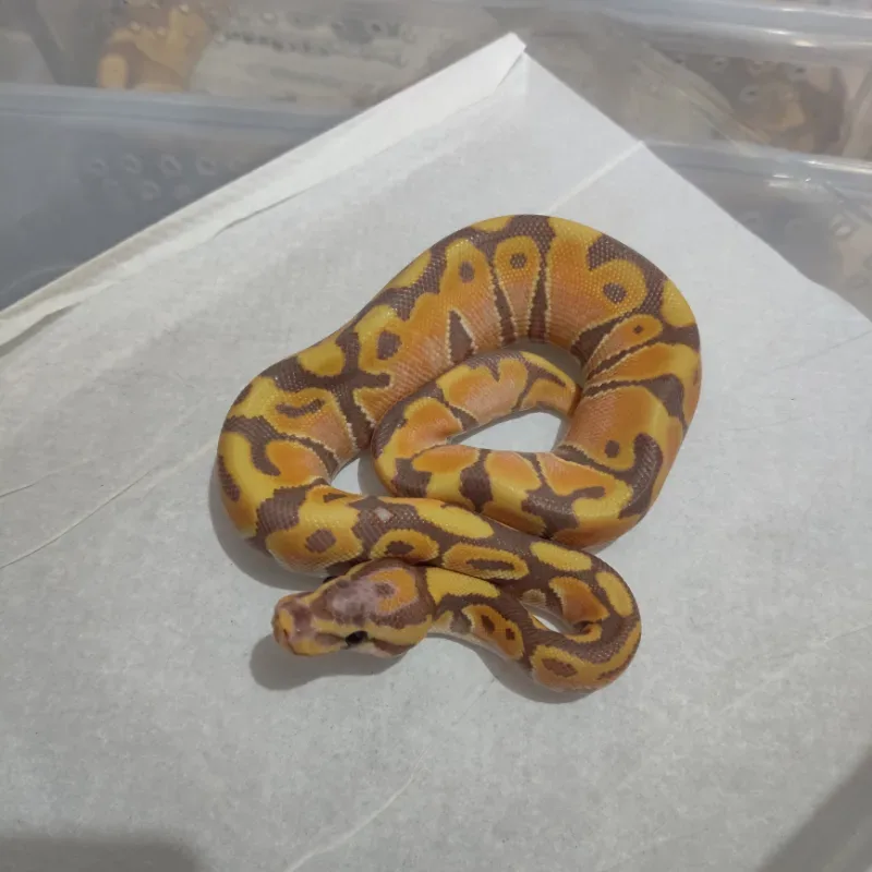 Banana Orange Dream Het Clown
