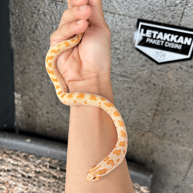 Anaconda Albino