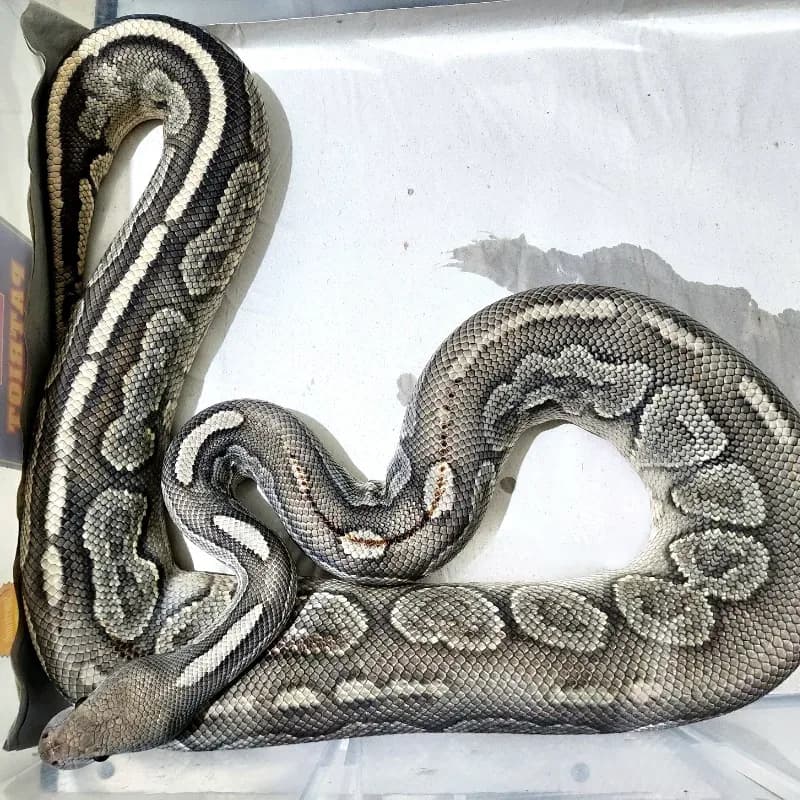 Woma Cinnamon Hypo