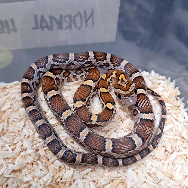 Het Albino/Amelanistic Het Scaleless