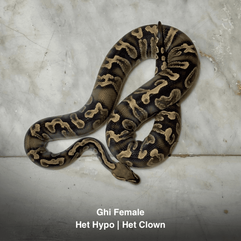 Hypo Clown