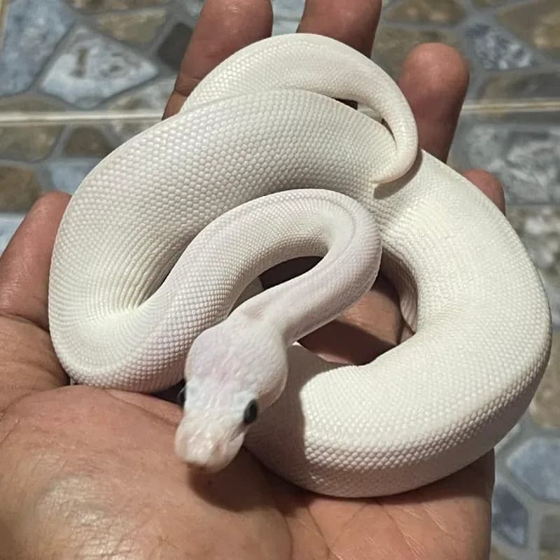 Blue eyes leucistic