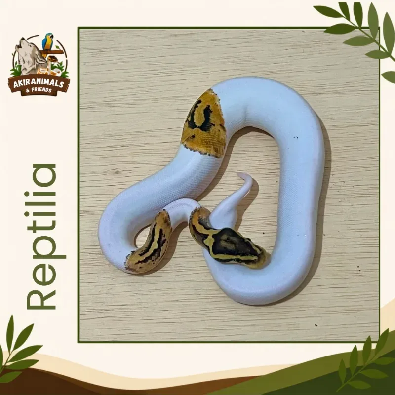 Pastel Pied