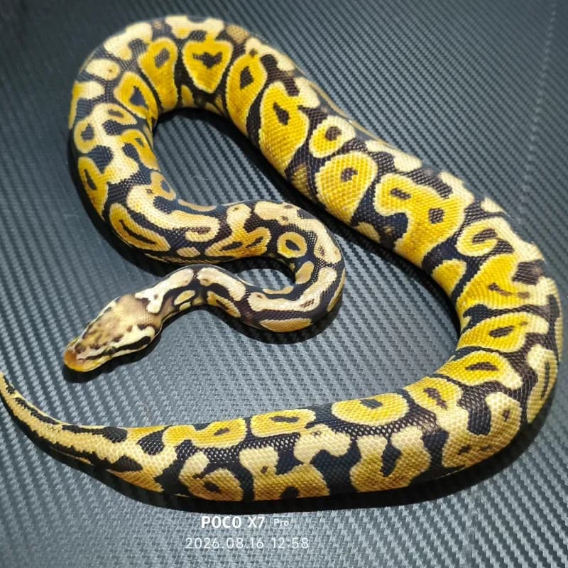 Pastel Spotnose Het Desert Ghost Het Cryptic Het Clown