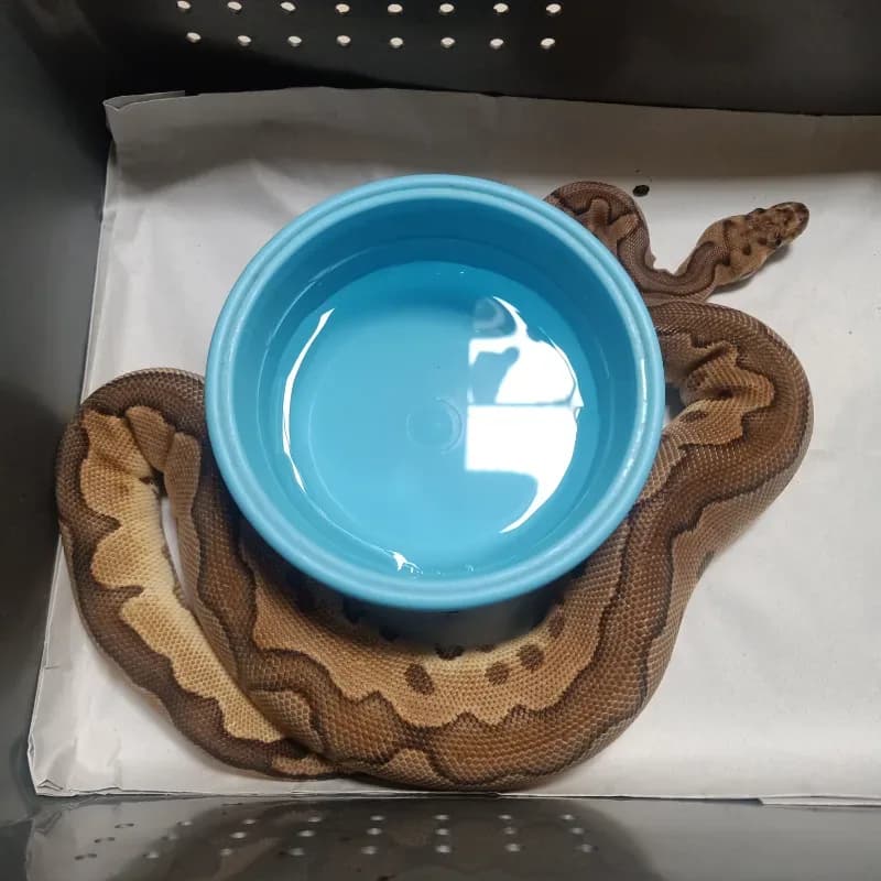 Enchi Cinnamon Clown