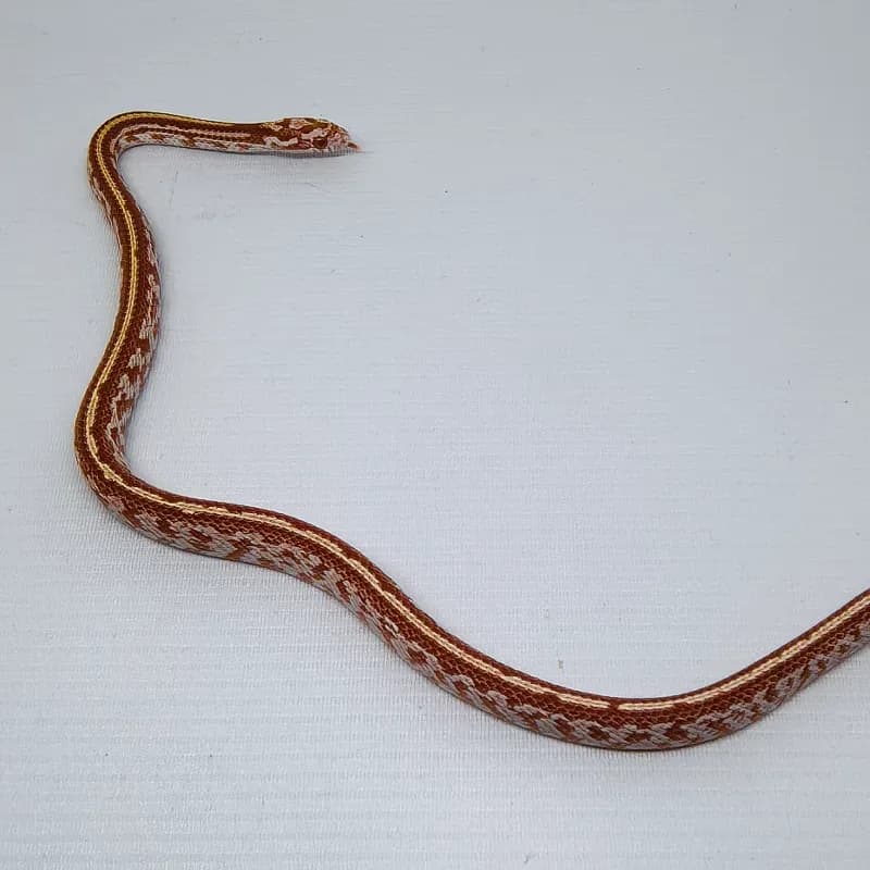 Tessera (Masque) Albino/Amelanistic Het Diffused