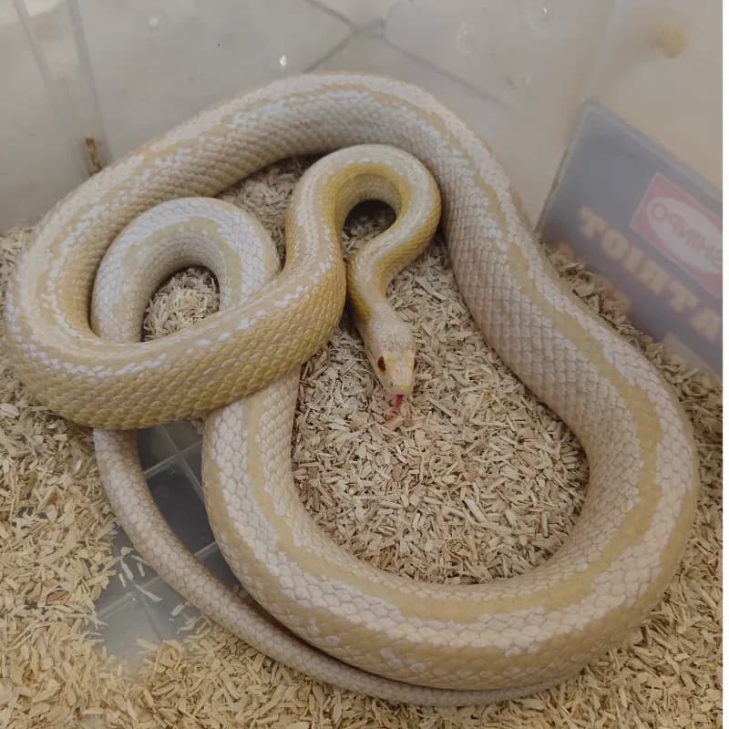 Albino/Amelanistic Anerythristic Stripe