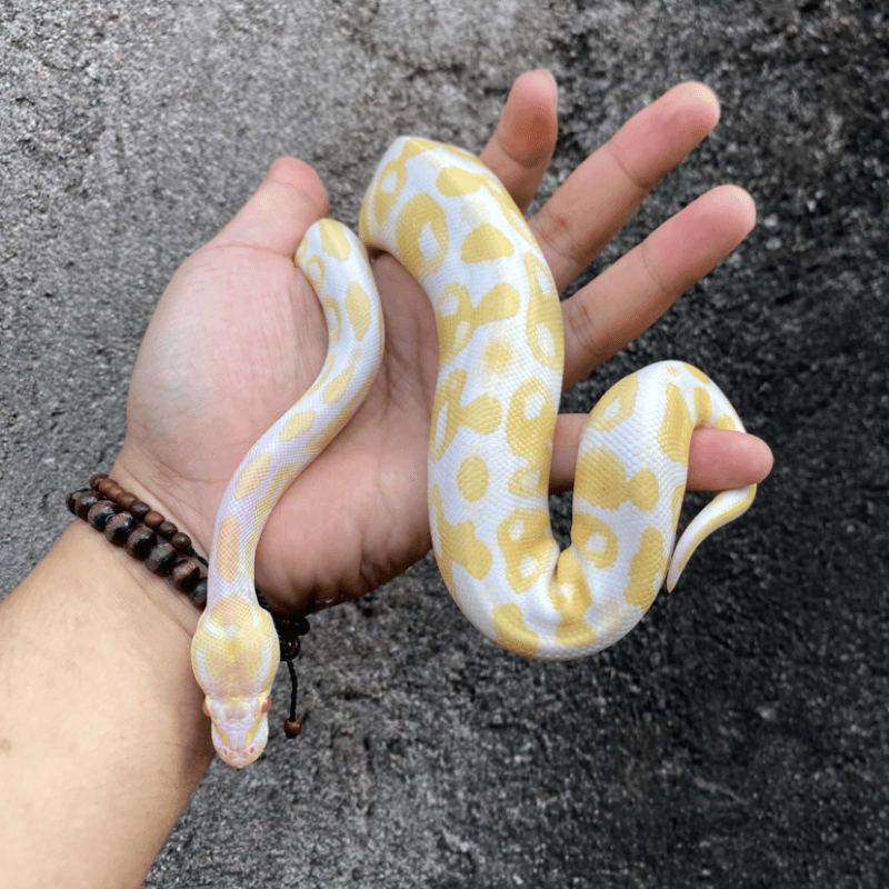 Black Pastel Albino