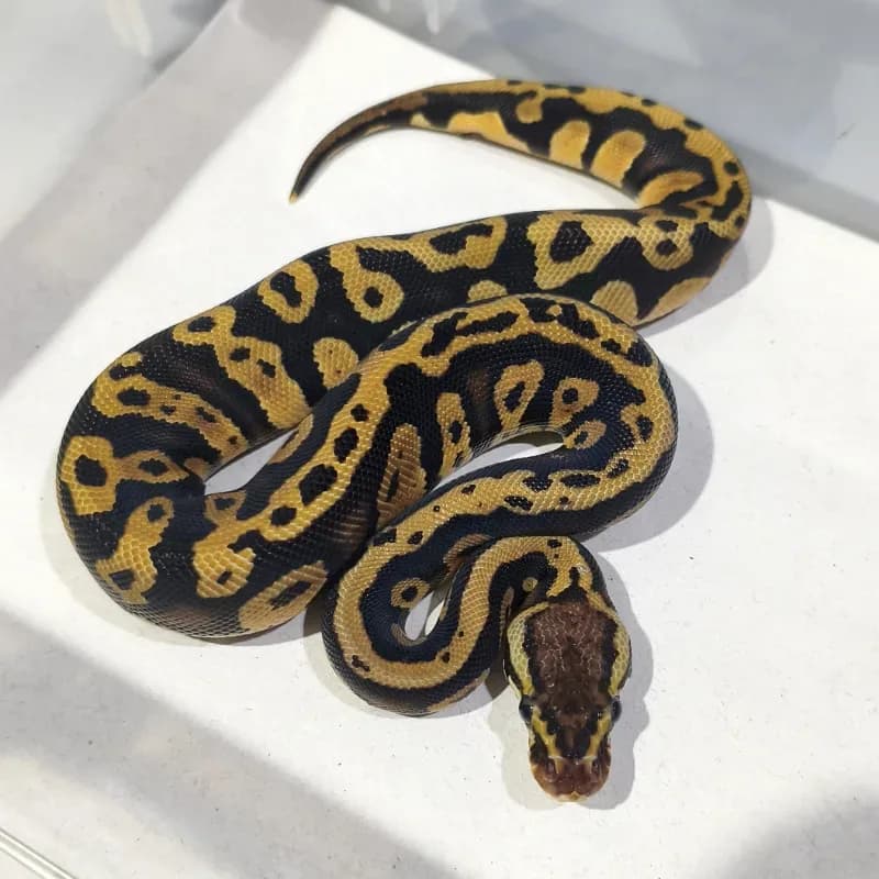 Pastel Acid Het Desert Ghost Het Clown