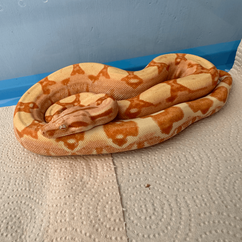 Coral Sunglow het Snow