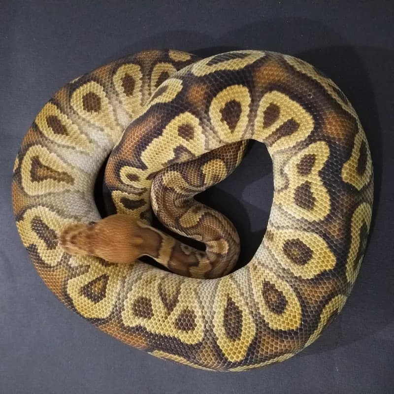 Cypress Clown 66% Het Hypo