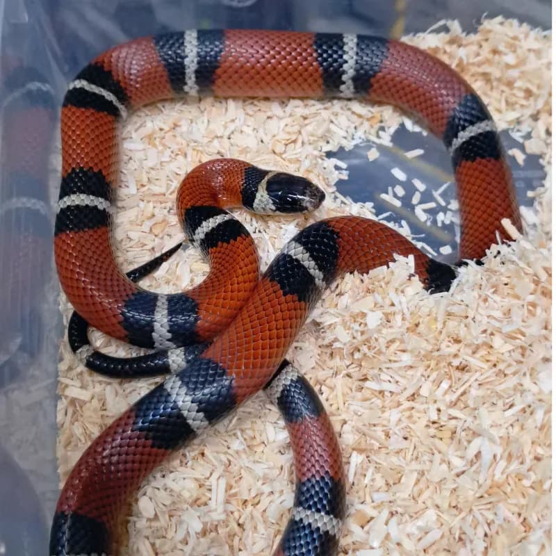 Nelsoni het albino