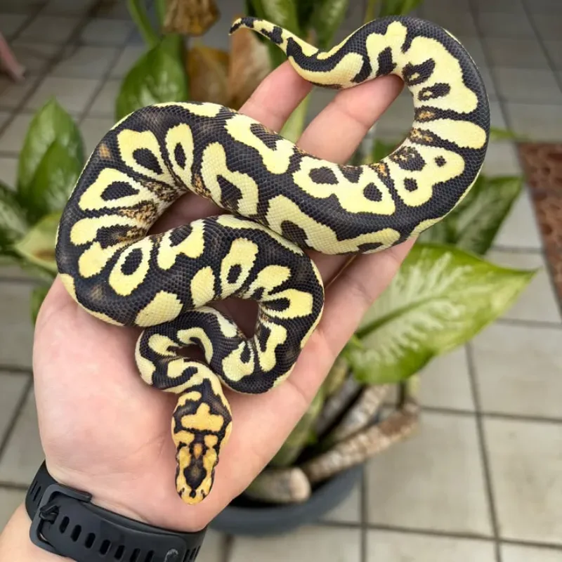 Spotnose Yellowbelly Desert Ghost Clown
