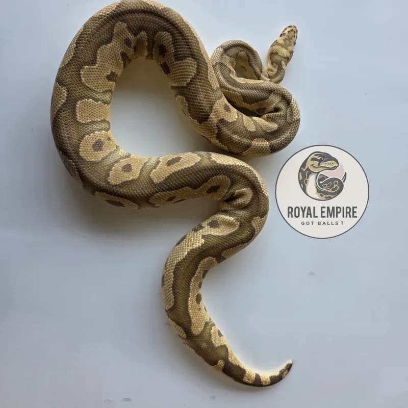 Fire Yellowbelly Clown