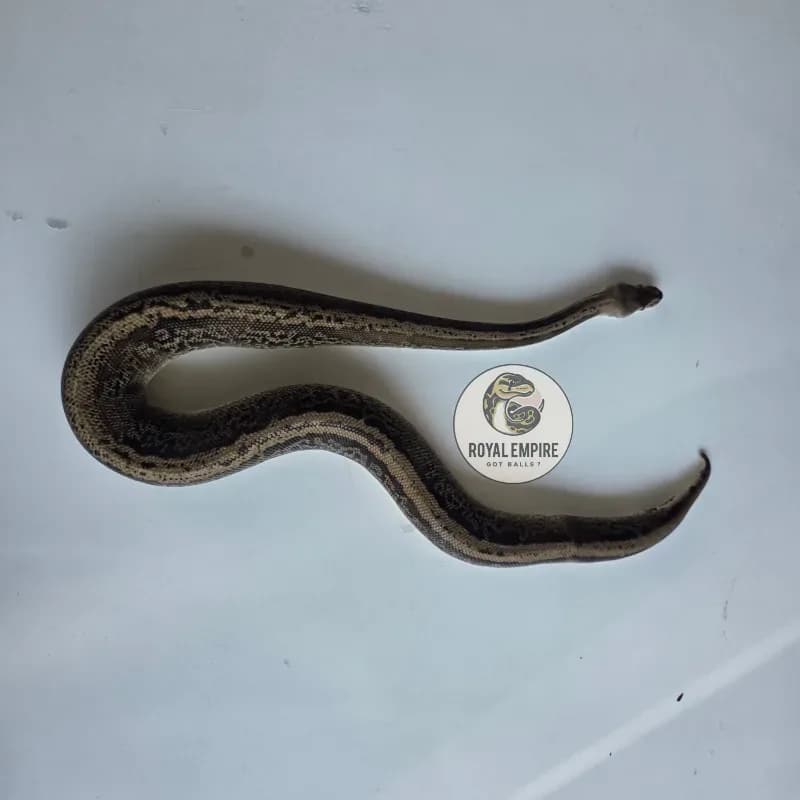 Acid black powter Yellowbelly